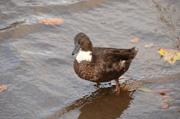 brown duck