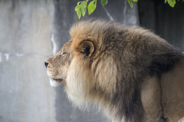 Lion feeling the breeze