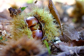 Castagne nel bosco