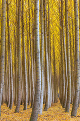 Dense Forest of Poplar Trees in Boardman Oregon during Fall USA America