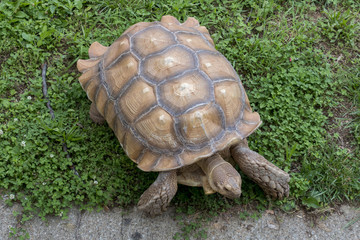 Tortoise