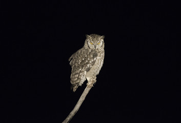 owl