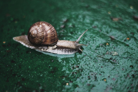 Snail crawling on concrete