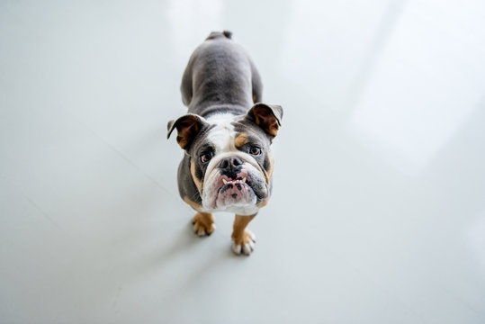 English bulldog looks up at camera