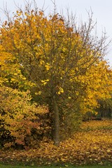 autumn color leaves in nature