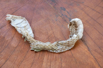 snake slough skin on wooden board