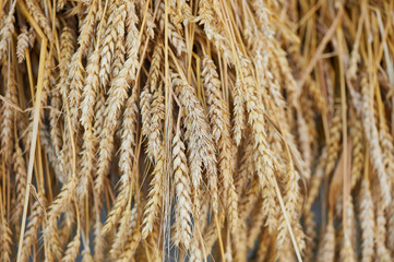 Rye ears close up. Ripe ears of rye Secale cereale in the field.Autumn harvest concept.Selective focus.