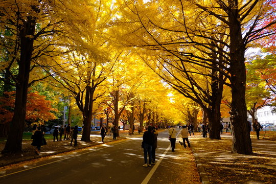 603 Best 北海道大学 Images Stock Photos Vectors Adobe Stock 603 Best 北海道大学 Images Stock Photos Vectors Adobe Stock