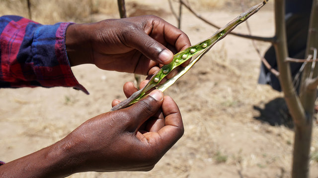 Moringa Tansania