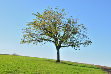 Fototapeta premium Kirschbaum im Herbst