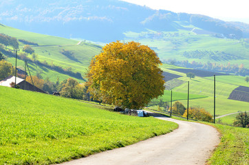 Kastanienbaum im Herbst