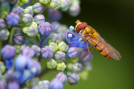 An insect resting on some hydrangea flowers