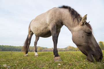 Fototapeta na wymiar horse eat grass in the pasture