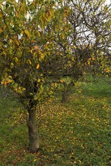 Fototapeta premium autumn color leaves in nature