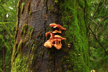 a picture of an Pacific Northwest forest with a Red Alder tree and fungi