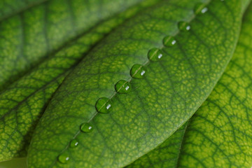Round drops of water row on the green leaves of Rhododendron close-up.Natural vegan herbal cosmetics concept .  Vegetable natural background. 