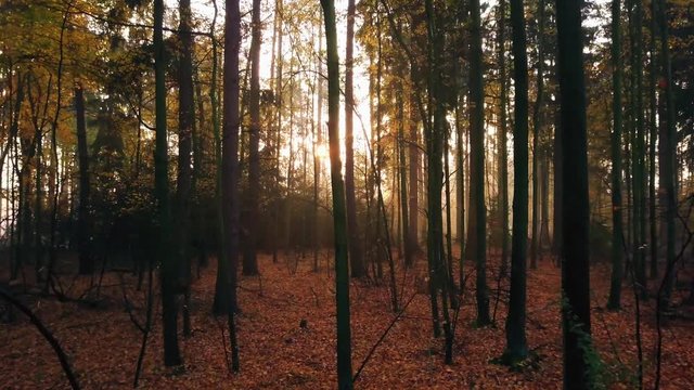 Steadicam flies through tree row. Stabilized video of autumn walk with sun peeking behind trees.