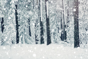 Fototapeta premium Pine trees covered with snow on frosty evening. Beautiful winter panorama