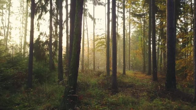 Steadicam flies through tree row. Stabilized video of autumn walk with sun peeking behind trees.