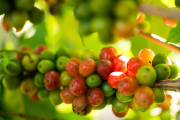 Coffee beans on a branch of tree