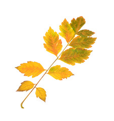 Fototapeta premium Colorful autumn leaves on an isolated white background
