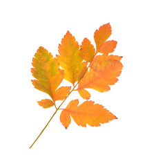 Colorful autumn leaves on an isolated white background