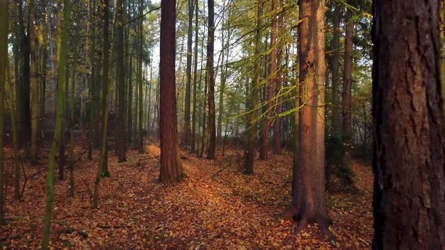 Steadicam flies through tree row. Stabilized video of autumn walk with sun peeking behind trees.