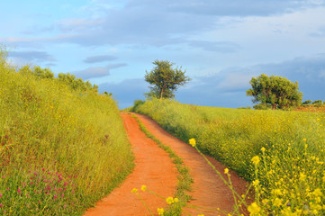 Country road in the fields