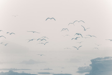 Seagulls flying through fog