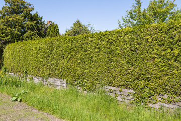 green thuja hedge with grass  and yellow iris in the foreground