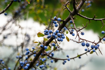 Blackthorn bush with ripe berries on a background of the river