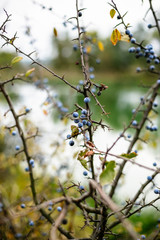 Blackthorn bush with ripe berries on a background of the river