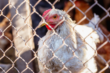 Portrait of a chicken behind a metal mesh on a farm.