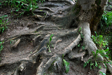 The roots of a tree in mud, dirt and grass