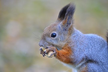 Naklejka na ściany i meble Squirrel eating...
