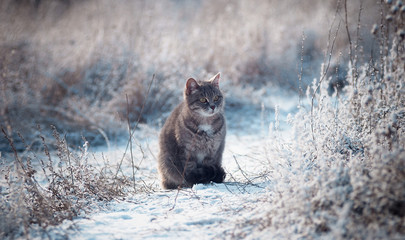 Grey cat on a cold winter day outside