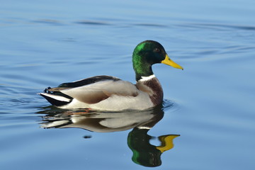Fototapeta premium Mallard