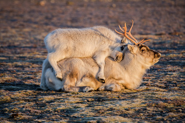 Przy mamie jest najlepiej © blackspeed