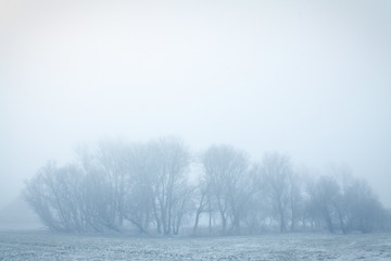 Trees in the mist