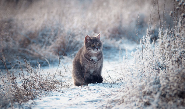 Grey Cat On A Cold Winter Day Outside