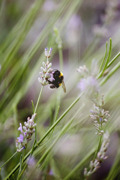Bumblebbe on lavender flower