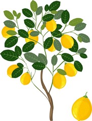 Lemon tree with green leaves and ripe yellow fruits on white background
