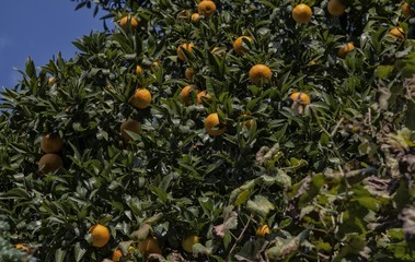 Oranger à Alferrarede Velha, Abrantes, Ribatejo, Portugal