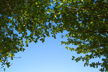 Tree branch and leaves silhouette against sky background.