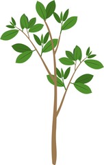 Young tree with green leaves on white background