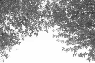 Tree branch and leaves silhouette against white background.