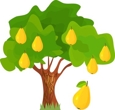Pear-tree with green leaves and ripe yellow fruits on white background