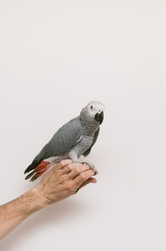 Gray parrot standing on a man's hand