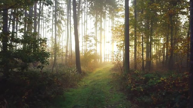 Steadicam flies through tree row. Stabilized video of autumn walk with sun peeking behind trees.