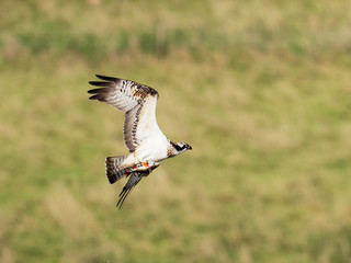 Osprey - Pandion haliaetus